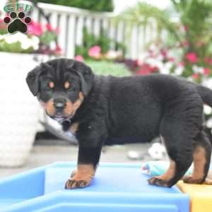 Azalea, Bernese Mountain Dog Mix Puppy